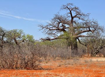 zimbabwe/lowveld/attraction/maremani-nature-reserve