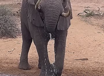 south-africa/elephant-coast/attraction/mkuze-game-reserve