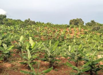 malawi/lilongwe/attraction/kapingiri-farms