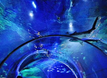 north-carolina/charlotte/attraction/sea-life-charlotte-concord