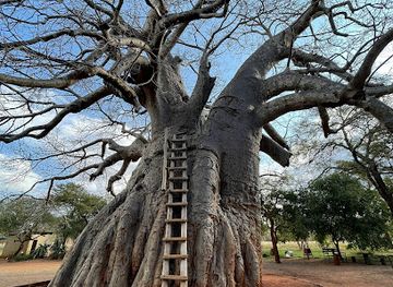 south-africa/lowveld/attraction/big-baobab-leydsdorp