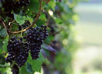 greece/nafplio/attraction/cooperative-winery-of-nemea