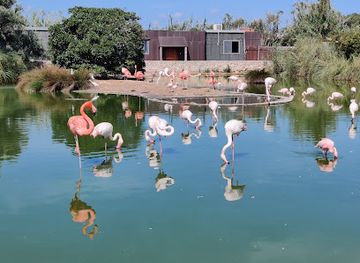malta/northern-region/attraction/bird-park-malta