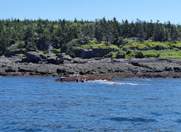 canada/atlantic-canada/attraction/petit-passage-whale-watch