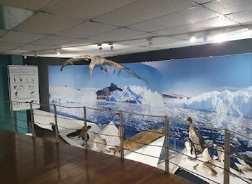 chile/punta-arenas/attraction/museo-maggiorino-borgatello