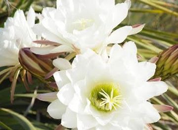 spain/girona/attraction/jardi-botanic-tropical-paratge-pinya-de-rosa