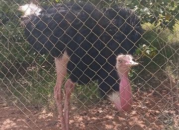 nigeria/erin-ijesha-waterfall/attraction/zoo-garden