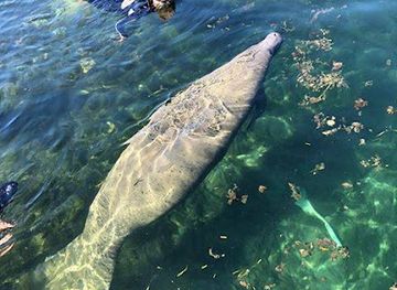 florida/crystal-river/attraction/swim-with-manatees-majestic-manatee-tours