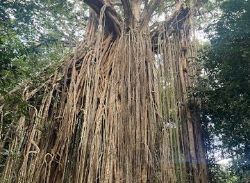 south-africa/port-elizabeth/attraction/giant-fig-tree