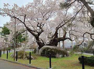 japan/tohoku/attraction/ishiwarizakura-the-rock-splitting-cherry-tree
