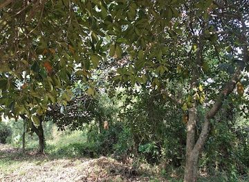 india/imphal/attraction/memorial-of-subedar-himchand