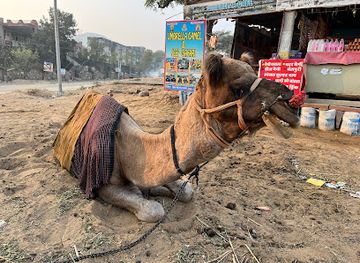 india/pushkar/attraction/umbrella-camel-safari-jeep-safari