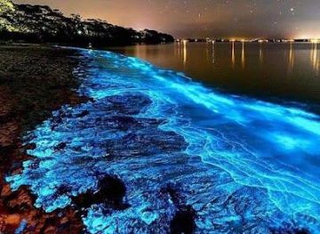 puerto-rico/luquillo/attraction/bahia-bioluminiscente