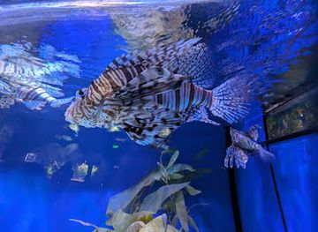 ukraine/lviv/attraction/iy-i