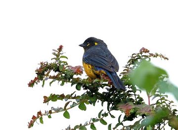 ecuador/papallacta-hot-springs/attraction/birdwatching-san-jose