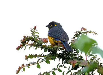 BIRDWATCHING SAN JOSE