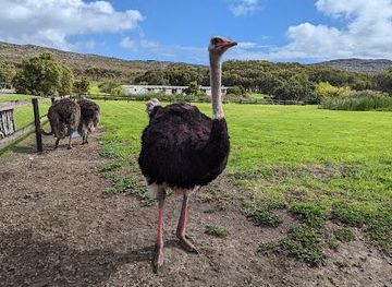 south-africa/cape-town/attraction/cape-point-ostrich-farm