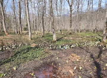 japan/shinano/attraction/togakushi-forest-botanical-garden