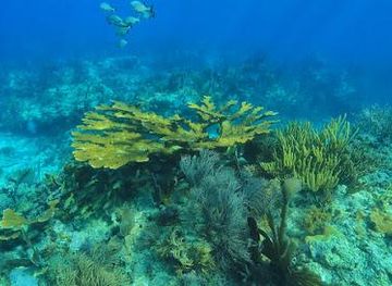 florida/homestead/attraction/john-pennekamp-coral-reef-state-park