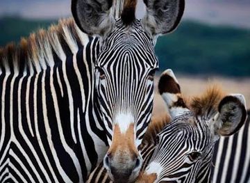 tanzania/arusha/attraction/great-pelican-safari-gps