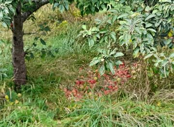 guernsey/rousse-tower/attraction/jardin-de-lorette