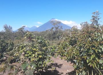 guatemala/pacaya-volcano/attraction/apiario-ecologico-el-claval