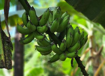 tanzania/zanzibar-archipelago/attraction/abeid-spice-farm