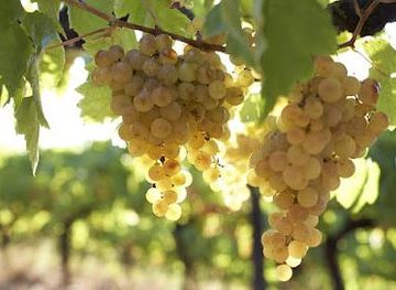 spain/barcelona/attraction/bouquet-d-alella