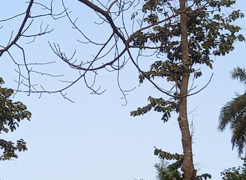 the-gambia/kunta-kinteh-island/attraction/pirang-bonto-community-forest-park