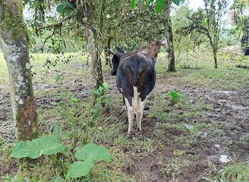 ecuador/northern-sierra/attraction/la-sucre-recinto-el-tonglo-2