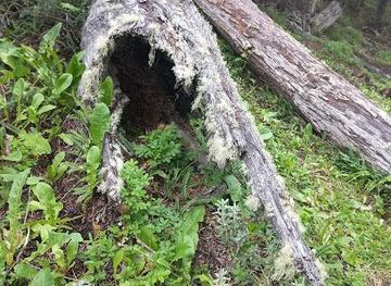 argentina/ushuaia/attraction/senda-del-turbal