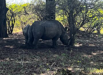 zambia/livingstone/attraction/safari-wild-zambia