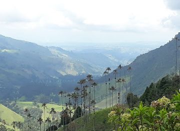 colombia/cocora-valley/attraction/bosque-de-niebla