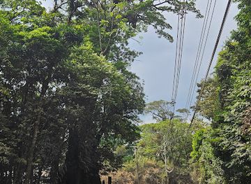 costa-rica/monteverde/attraction/corner-ficus-tree
