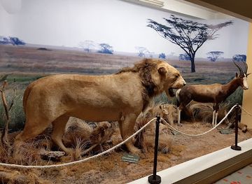 argentina/san-miguel-de-tucuman/attraction/miguel-lillo-museum-of-natural-sciences