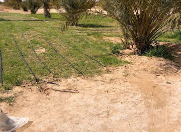 tunisia/chott-el-jerid/attraction/sanabel-benmabrouk