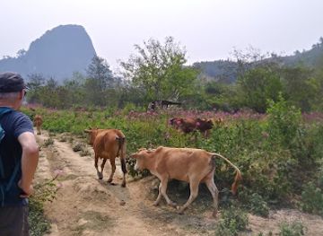 laos/phongsaly-province/attraction/giant-rice-fields