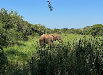 south-africa/elephant-coast/attraction/mantuma-camp