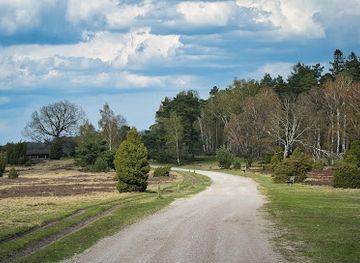 germany/lüneburg-heath/attraction/heideblute
