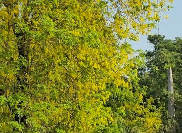 india/vadodara/sayajigunj/attraction/baroda-museum-sound-and-light-shoe