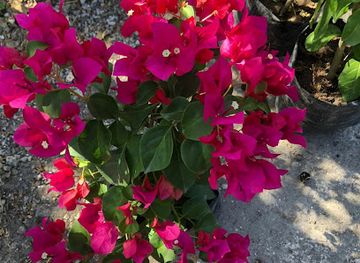 belize/caye-caulker/attraction/oscarito-n-josue-flowers