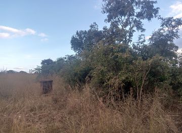 zambia/chipata/attraction/tembo-farm