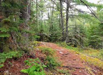 minnesota/voyageurs-national-park/attraction/voyageurs-forest-overlook