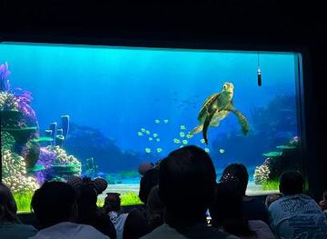 florida/orlando-theme-parks-area/attraction/turtle-talk-with-crush