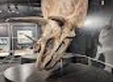 nebraska/columbus/attraction/american-museum-of-natural-history-dinosaur-gallery