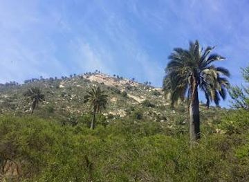 chile/valparaiso/attraction/la-campana-sector-cajon-grande-national-park