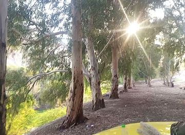 jordan/umm-qais/attraction/forest