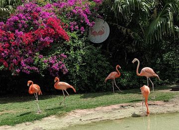 the-bahamas/new-providence/attraction/flamingo-cay