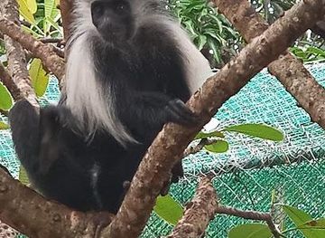 kenya/mombasa/attraction/colobus-conservation
