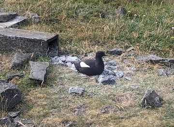 iceland/westfjords/attraction/kirkjubolshringur